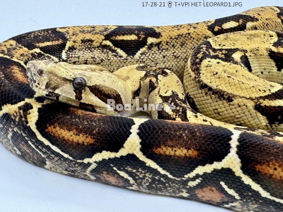 T+VPI HET LEOPARD